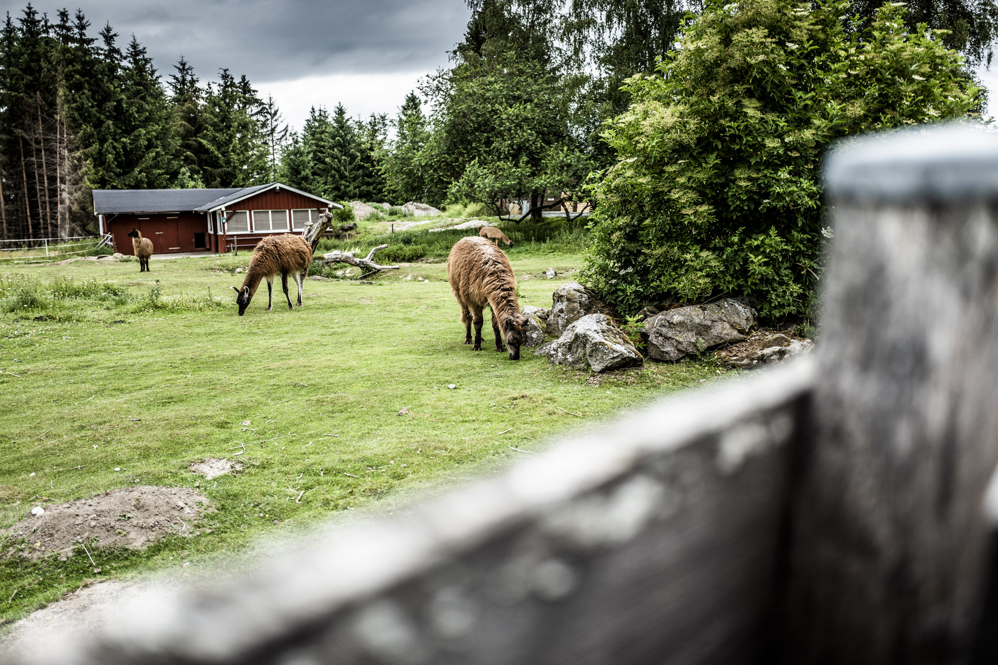 Foto-Video 177 Neustart Breitscheid